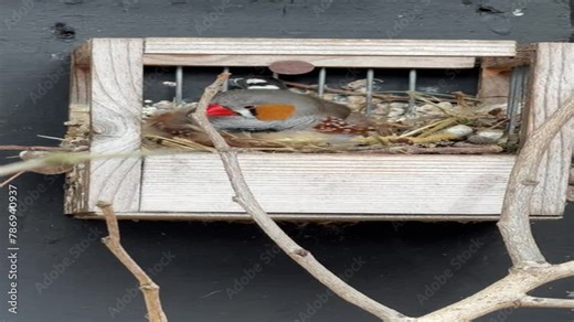 A male zebra finch prepares a nest for use. Extremely cute