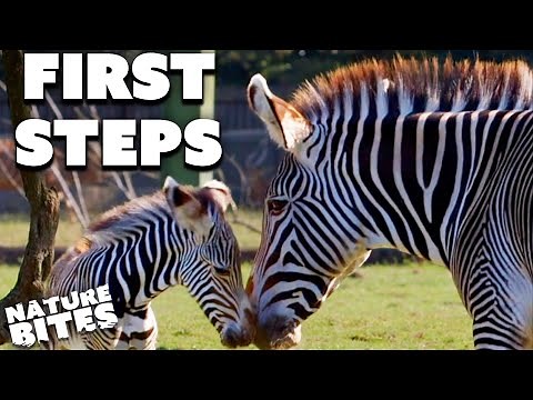 Newborn Zebra Finds its Feet | Secret Life of the Zoo | Nature Bites