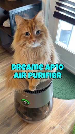 The Oreo Cat on Instagram: "Get ready for a fresher, cleaner home with the Dreame AP10 Air Purifier! Enjoy 8% off when you use my code: OREOIG25 💚 Link in bio! 😸 #Dreame #AirPurifier #dreameAirPurifier"