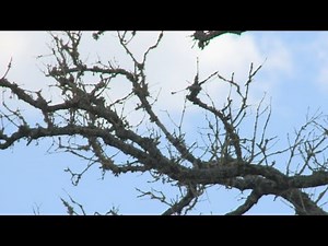 Infectious disease killing oak trees is widespread in Central Texas