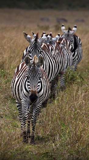 39 reactions | 煉Discover the Stallions of the Savanna in East Africa....