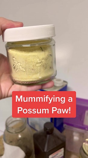 Mummifying a Possum Paw: Educational Process Video