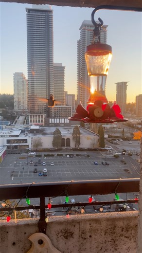 5K views · 13 reactions | Hummingbirds are the fastest animals on Earth, relative to their body size. They can cover more body lengths per second than any other vertebrate and for their size can even outpace fighter jets and the space shuttle – while withstanding g-forces that would make a fighter pilot black out. | Kawempe BOYS | Facebook