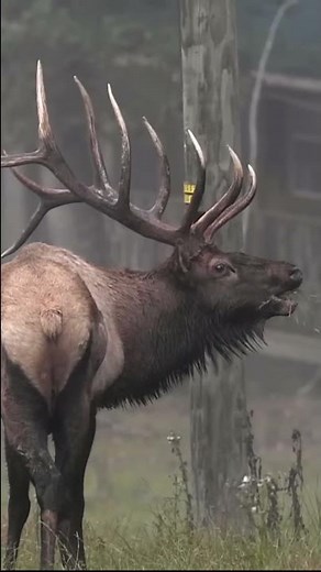 Bull elk bugle sounds like a woman screaming