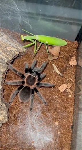 Tarantula vs Praying Mantis – Sudden Clash on Dry Leaves