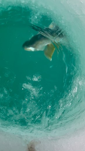 161K views · 498 reactions | One of my favorite parts of ice fishing the Adirondacks is getting to see the fish come up while you’re fighting it because of our deep, clear glacial lakes. #icefishing #icefish #laketrout #sightfishing #clearice #adirondacks #lakegeorgeny | Ziehnert Guide Service LLC | Facebook