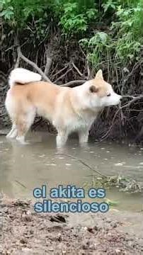 AKITA INU
