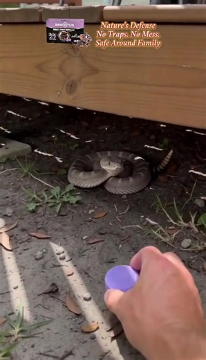 100% Natural Pet-Safe Mouse Repellent Tables — Year-Long Protection