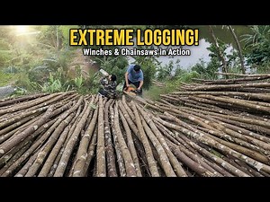 “Extreme Logging Winch in Action: Full Timber Hauling Process Explained”