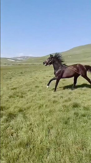 Stallion’s Wild Instincts During Breeding Season #homesteading 🐎