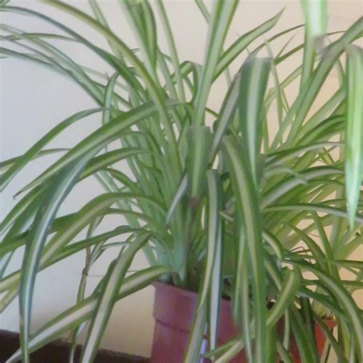 This is a Spider Plant (Chlorophytum comosum) and it is very easy to grow as a houseplant. It is also great for helping to keep the air clean. And it has attractive variegated leaves. #spiderplant #chlorophytumcomosum #variegatedleaves #houseplants #cleanair | Steve Andrews