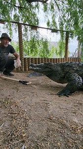 393K views · 5.3K reactions | How to train Crocodiles! Colorado Gator Farm #crocodile #crocs | Wild Charles | Facebook