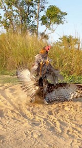 Eagles use sharp talons, a hooked beak, and sharp vision for hunting birds of prey #eating #videoreelsシ #unbelievable #hunting #birds #skills #Eagles #Amazing #nature #videos | Ros Veasna