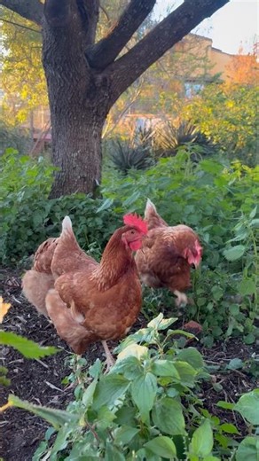 Suoni Naturali della Campagna 🐔 Galline che Pascolano 🌱