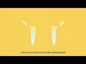 (5-3) Principles of DNA sequencing: Maxam-Gilbert method (chemical cleavage) (animation)