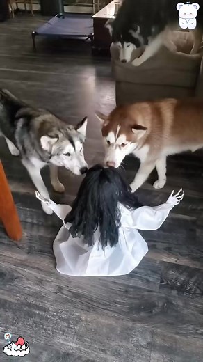 When you spoof your dog🤣🤣😂😂 #fyp #funny #funnyvideos #fouyou | Glitz Scope
