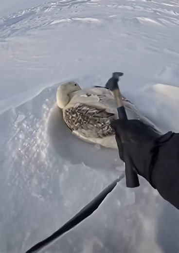 Breaking the Ice to Save Frozen Ducks | First-Person Rescue, Season 1 Several ducks were trapped, frozen in the ice of a winter field. Careful strikes. Cracking ice. One by one, they were freed. Panic turned into movement. Some ran. Others flew. Sometimes, helping is simply about breaking the ice. A silent rescue. #SilentDuckRescue #DuckRescue #AnimalRescue #POVRescue #FrozenAnimals #WinterRescue #SaveAnimals #WildlifeRescue #BreakingTheIce #FrozenDucks #NatureRescue #RescueStory #EmotionalVideo