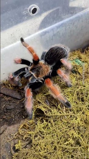 My Beautiful Mexican Fireleg Tarantula (Brachypelma Boehmi) #tarantula #tarantulashorts #spider