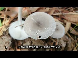 1045편, 독버섯인 우산광대버섯과 식용인 큰우산광대버섯 구분하기
