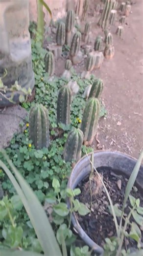 Cactus San Pedro #cactus #tips #lovers #plants