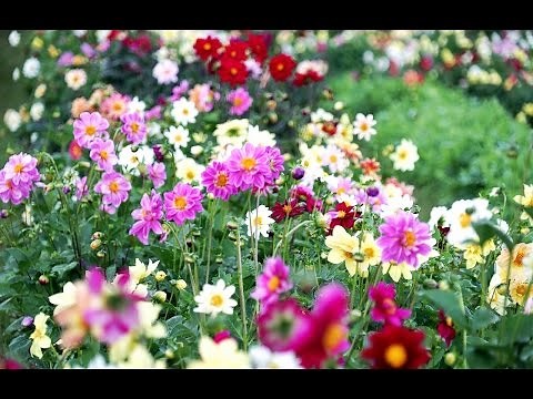 สวนดอกไม้ สวยๆ สีสันสดใส Beautiful flower garden.