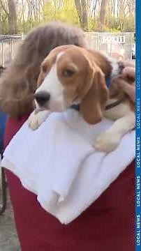 Beagles from Wisconsin testing facility being fostered