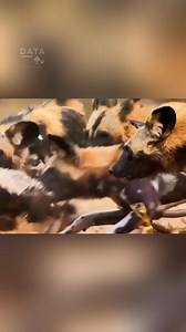 El tejón de miel, el animal más salvaje de la sabana africana #wildanimals #animals #animalshelter #animalslover #animalslife #nationalgeographic #nature #naturaleza | ᴅᴀᴛᴀ ᴄᴜʀɪᴏꜱᴀ