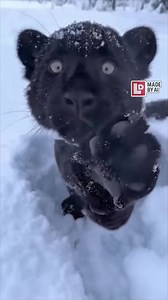18K views · 146 reactions | Up close with winter’s rarest shadow: the snow panther ❄️ | The Lowdown | Facebook