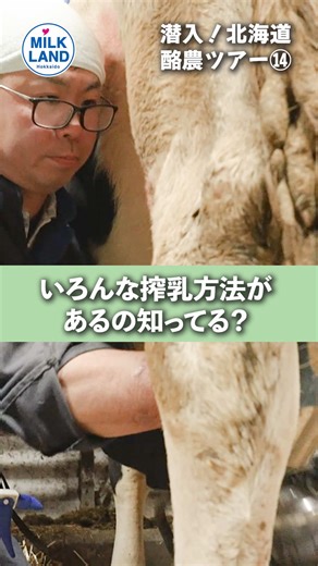 北海道酪農ツアーでの搾乳法紹介