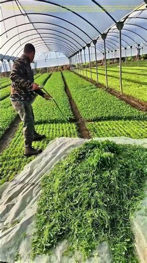 Farmers Harvesting Green Vegetables with Professional Tools