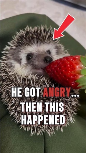 “This angry hedgehog just fell in love… with an apple 🍎🦔 #shorts