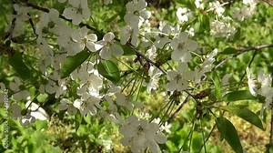 Spring flowering of a fruit tree with white flowers with movement, close-up.