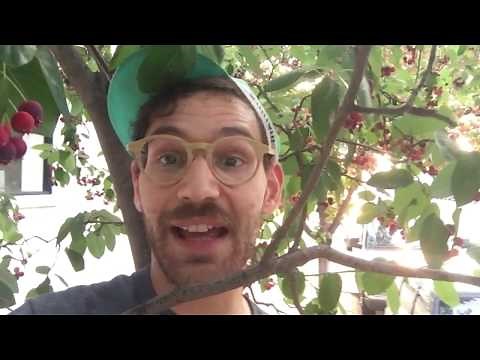 Stop! You're Eating Poison! (juneberry identification)