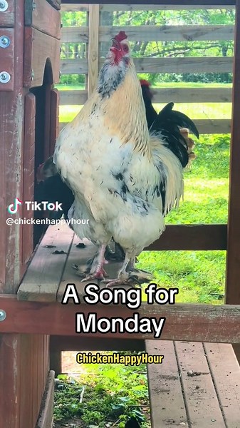 Cluck You Monday! Happy Birthday Chicken Meme