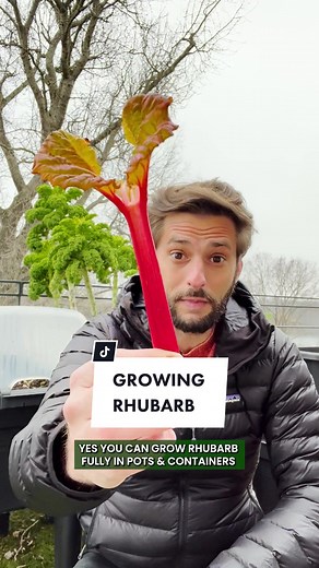 Yes, you can grow rhubarb in pots & containers 👍🏼💚 All my tips in this video #rhubarb #gardening101 #growyourfood #farming #balcony