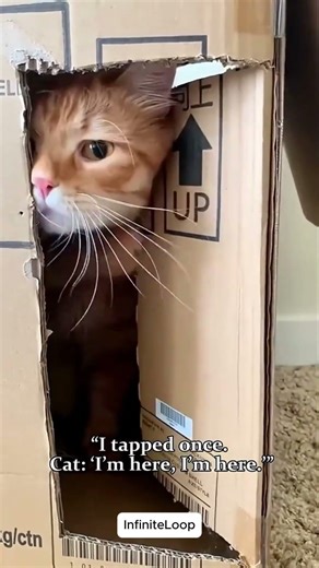 The Box Always Wins