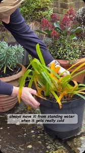 To protect and successfully overwinter agapanthus always move it from standing water And when it gets cold, wrap the pot in some bubble wrap. #hydrangea #hydrangeas #garden #gardeninglife #explorepage #gardening #homeandgarden #dreamgarden #agapanthus #containergardening | Gardenizi