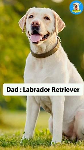 Pomeranian + Labrador = 😱😍 | Mix Dog | #shorts #dogs #Cutedogs #puppies