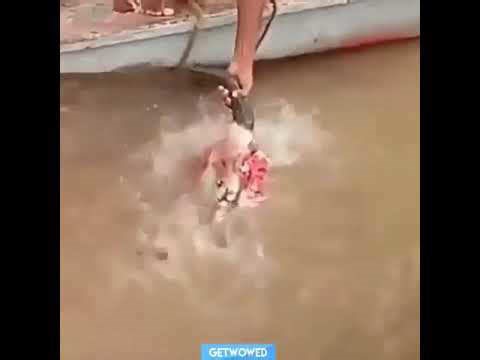 Heart-Warming Piranhas Feast on Cow Head for Meal