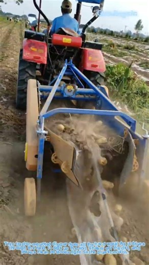 Satisfying Potato Harvest with Tractor-Powered Digger