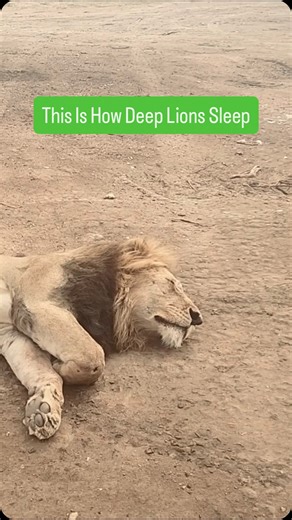 Eyes on Nature | African Safaris on Instagram: "A fully grown male lion can sleep up to 20 hours a day. And yes—sometimes that sleep is so deep, the body completely lets go. Lions conserve energy because every hunt, every territorial defense, and every roar costs calories. When they rest, they rest hard. Nature is efficient. Even in its most unfiltered moments. 📍 Serengeti, Tanzania 🎥 Raw wildlife behavior, exactly as it happens Follow @EyesOnNatureTZ for authentic African wildlife moments. #A