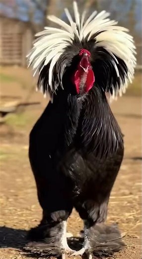 Paris Fashion Week just hit the farm 🐓✨农场高定轻奢时装周，这超模步态太拽了 🐓✨