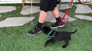 11K views · 447 reactions | A 10 week old puppy learning the Heel command using the Lure Stick. It’s the easiest, most practical tool in the world to train a dog with. No yanking, no collar corrections. Just completely smooth, force-free training. Click below to get one: https://www.amazon.com/dp/B077161M1Y/ref=cm_sw_r_cp_api_i_R26MCb806K4N6 | Brandon McMillan | Facebook