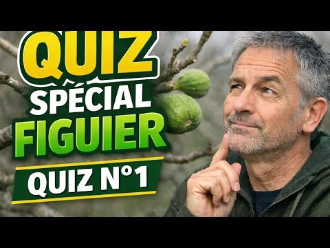 Fig Tree Special QUIZ N1