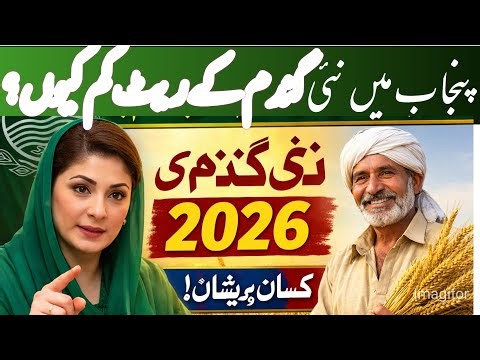 Punjab new wheat support price decrease today 2026/gundam Ka aj rates today