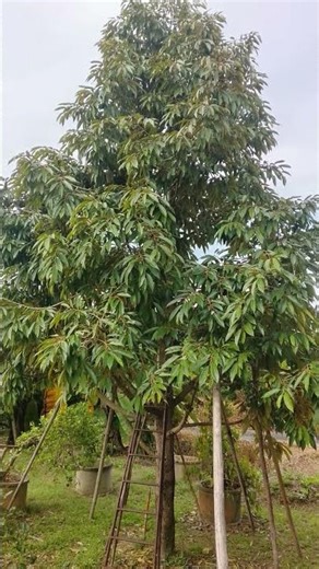 4 มีนาคม ค.ศ. 2026