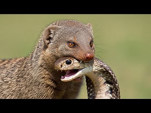Survival of the Fittest: Mongoose vs Cobra – A Fight for Survival