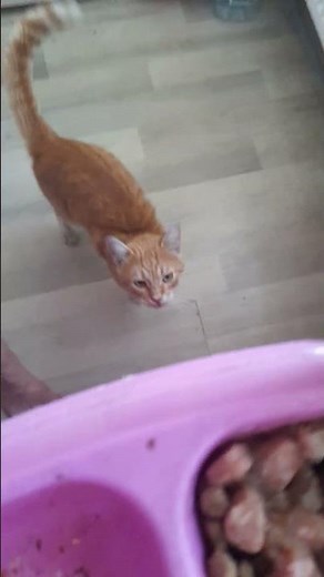 Best Cat Food Brands: What Vets and Cat Owners Recommend