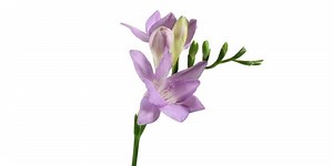 Freesia Plant Care & Growing Guide