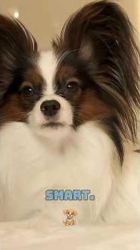 Top 10 Most Trainable Dog Breeds in the World 🐕 | Smartest Dogs Ranked #shorts #dog #education